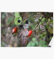 Rose Hips Poster