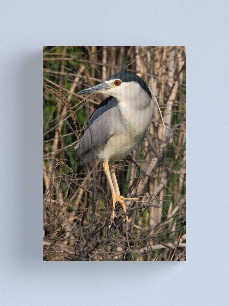 Alternate view of Night Heron Canvas Print