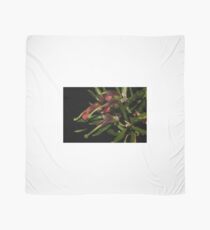 Grevillea masonii Scarf