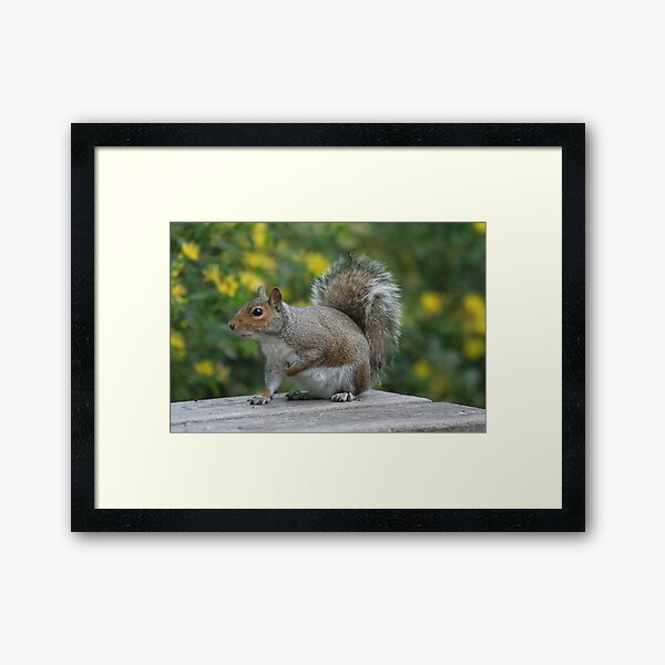 Squirrel 6 Framed Art Print
