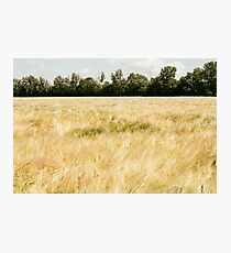Wheat Field Photographic Print