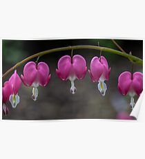 Macro Bleeding Heart Flowers Poster