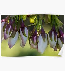 Macro Blossom Flowers Poster