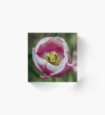 Pink and White Tulip Flower Close Up Acrylic Block