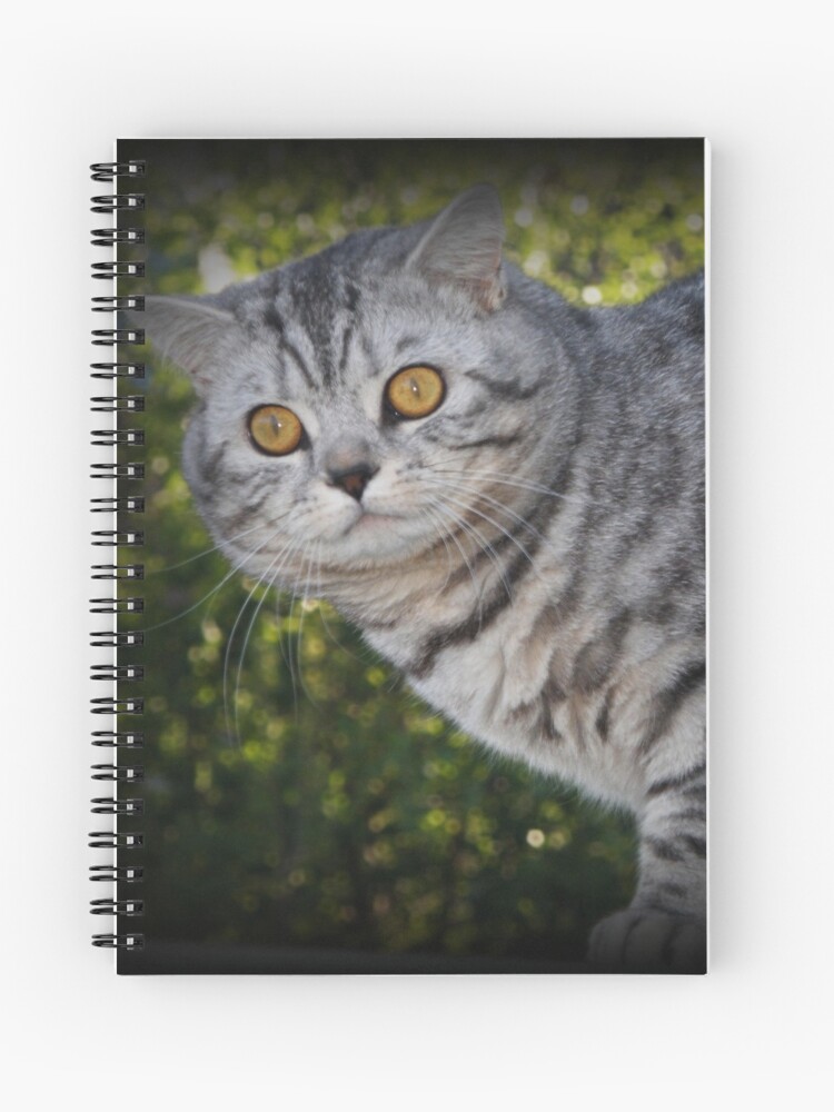 British Shorthair Cat Buffalo Silver Spotted Maile Photodesign