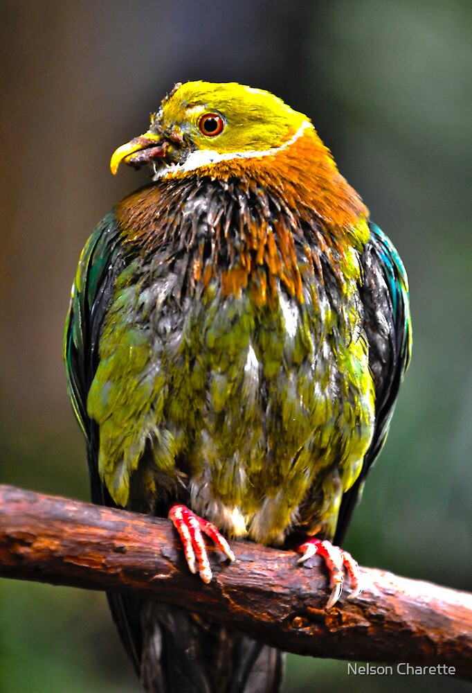 "Bird , at Cincinnati Zoo" by Nelson Charette Redbubble