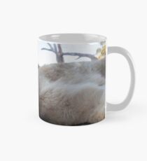 Panthera leo Classic Mug
