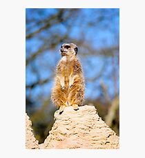 Nature Photographic Print