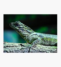 Nature Photographic Print