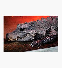 Nature Photographic Print