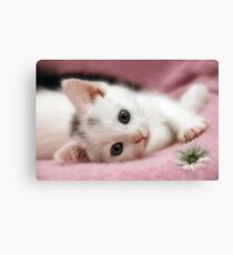 Snow White Canvas Print