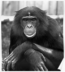 Bonobo at Twycross Zoo Poster