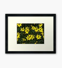 Patch of coreopsis flowers Framed Print