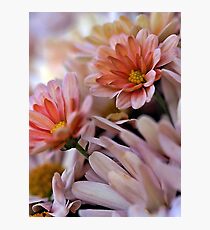 Peach Mums Photographic Print