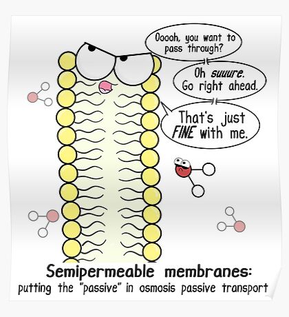 Cell Membrane Amoeba Sisters - Aflam-Neeeak