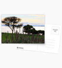 Lavendar Postcards