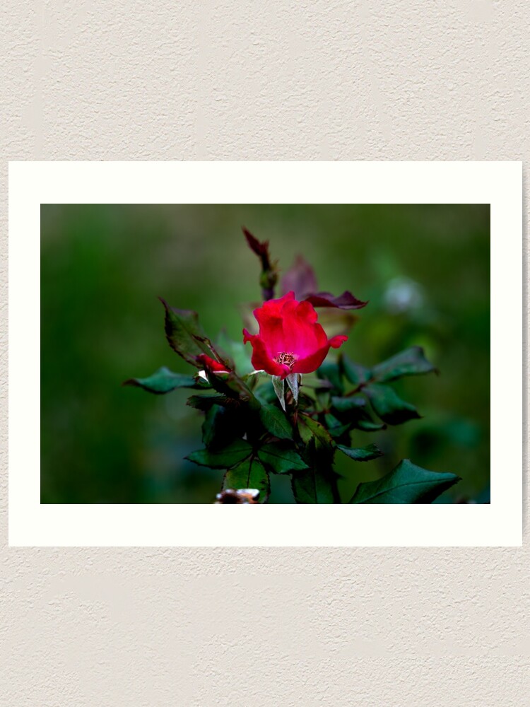 Alternate view of In Memory of the Loving Rose Art Print