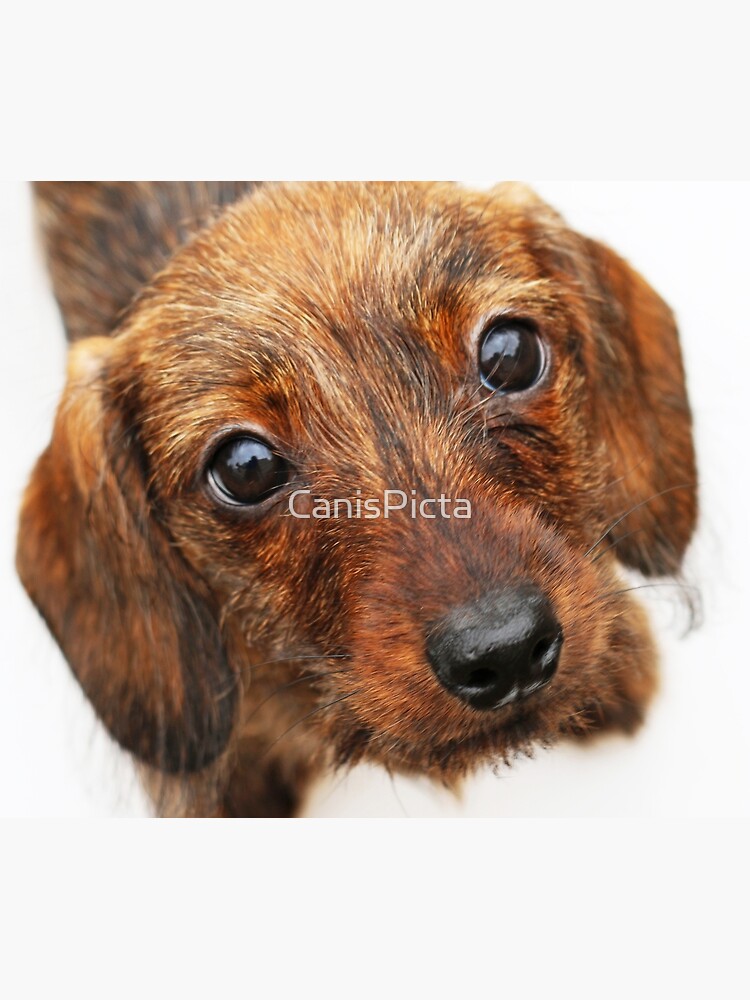 Peach Basket Ketch Em Up Dachshund Puppy Wire Wirehair Hair