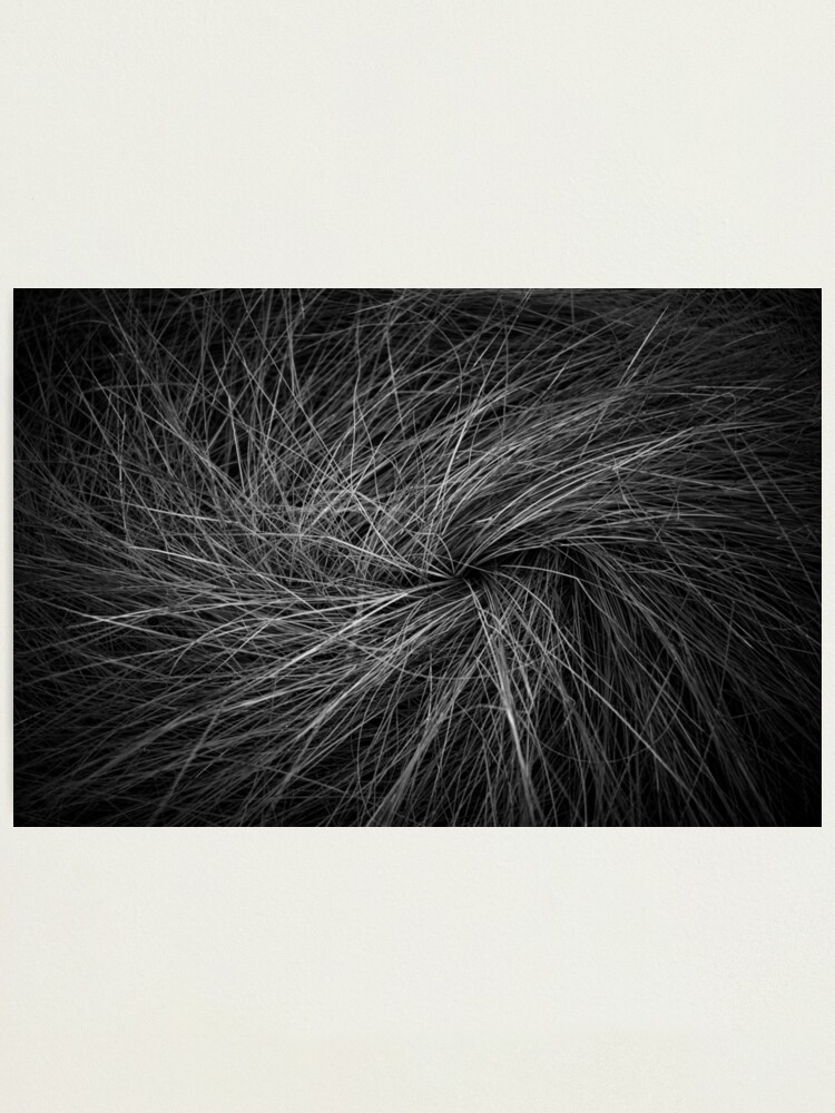 Alternate view of Salt Marsh Hay Photographic Print