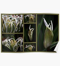 Some kind of Wonderful....Crinum pedunculatum Poster