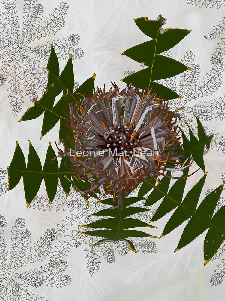 Cream Banksia Drawing, native flora, West Australian wildflower. by yallmia