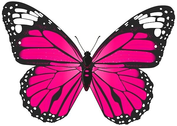 "Hot Pink Butterfly " by EmmaGSheehan | Redbubble