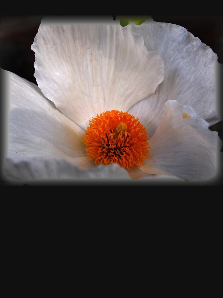 Matilija Poppy by douglasewelch