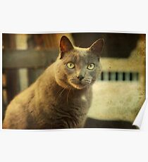 Cool Cat George Poster