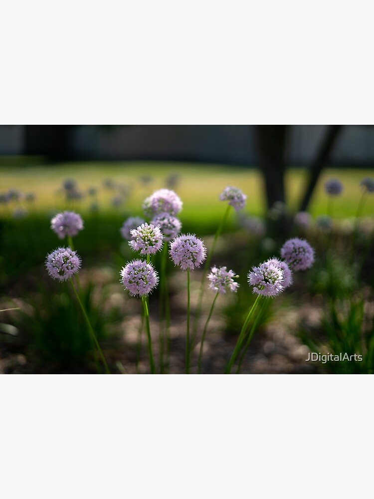 Summer's Lovely Flowers #1 by JDigitalArts