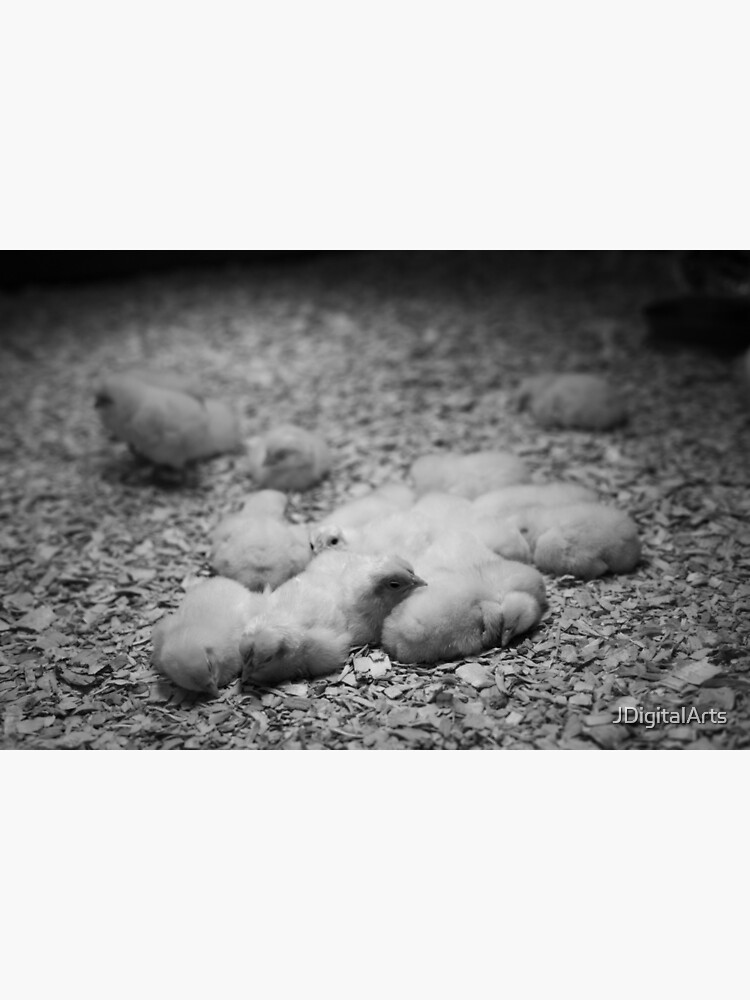 Chicken Incubator at MSI by JDigitalArts