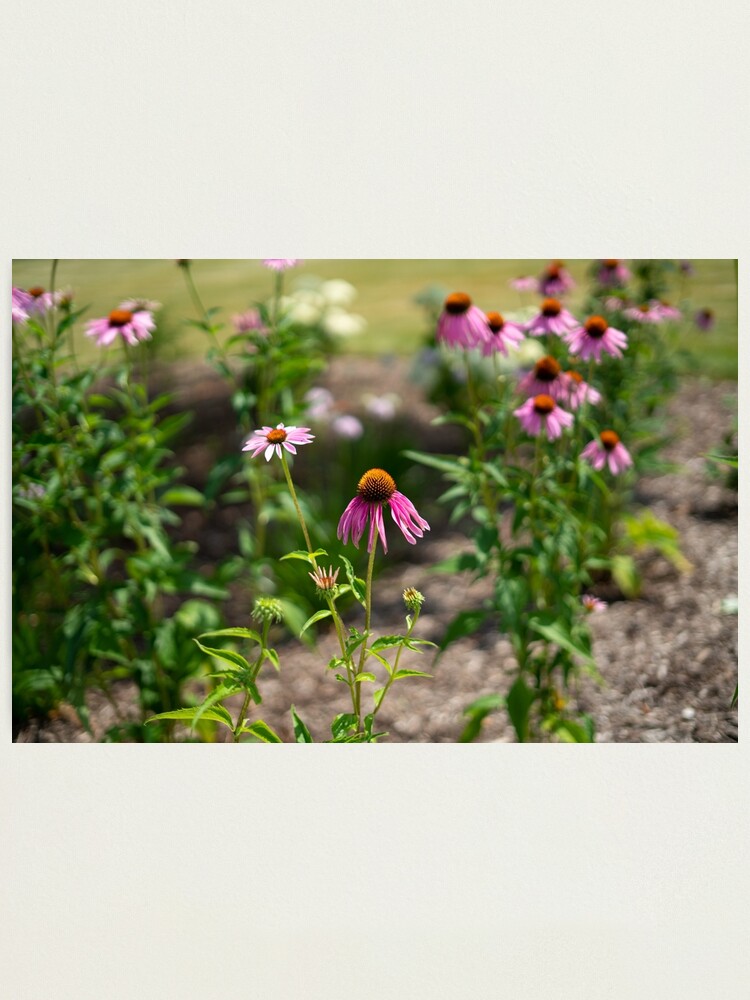 Alternate view of Summer's Lovely Flowers #3 Photographic Print