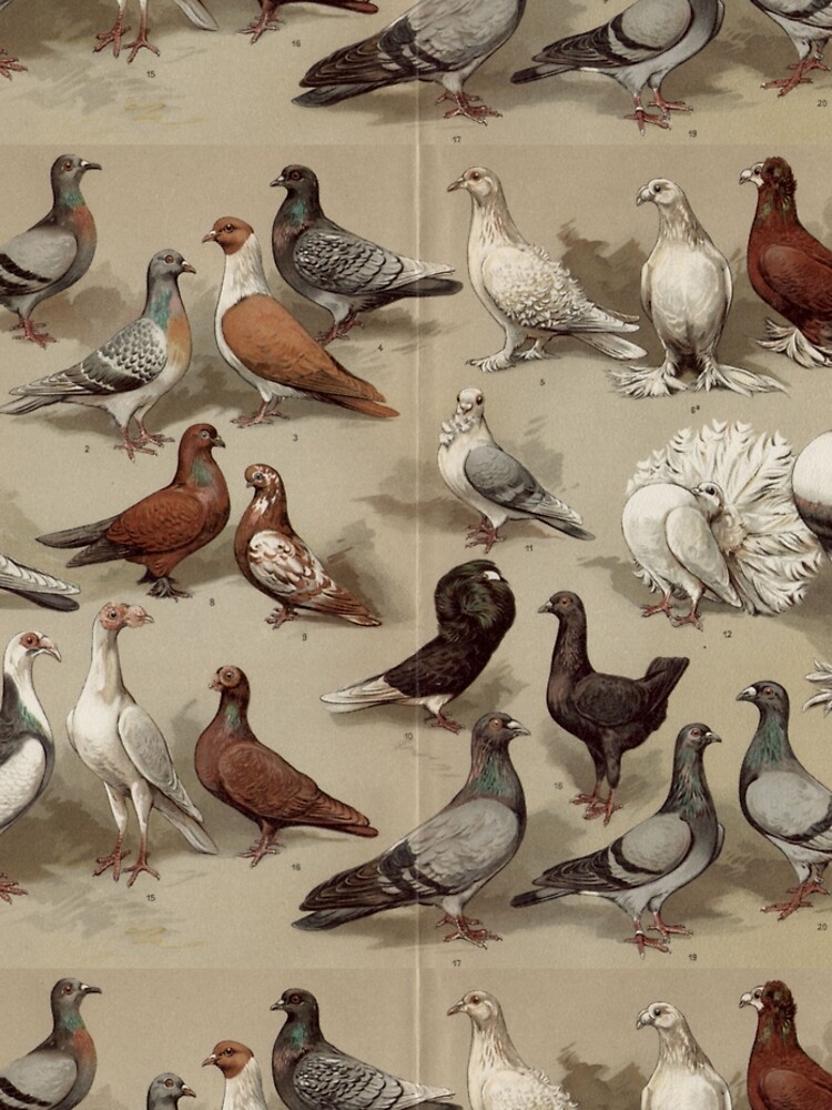 Pigeon Breeds Chart by bluespecsstudio