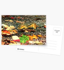 Busy little Chipmunk Postcards
