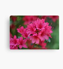 Pink Azaleas Canvas Print