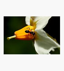 Mr Potato Head Photographic Print
