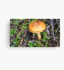 Colourful Toadstool on the Forest Floor. Canvas Print