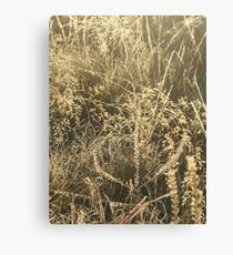 Golden Grass Canvas Print