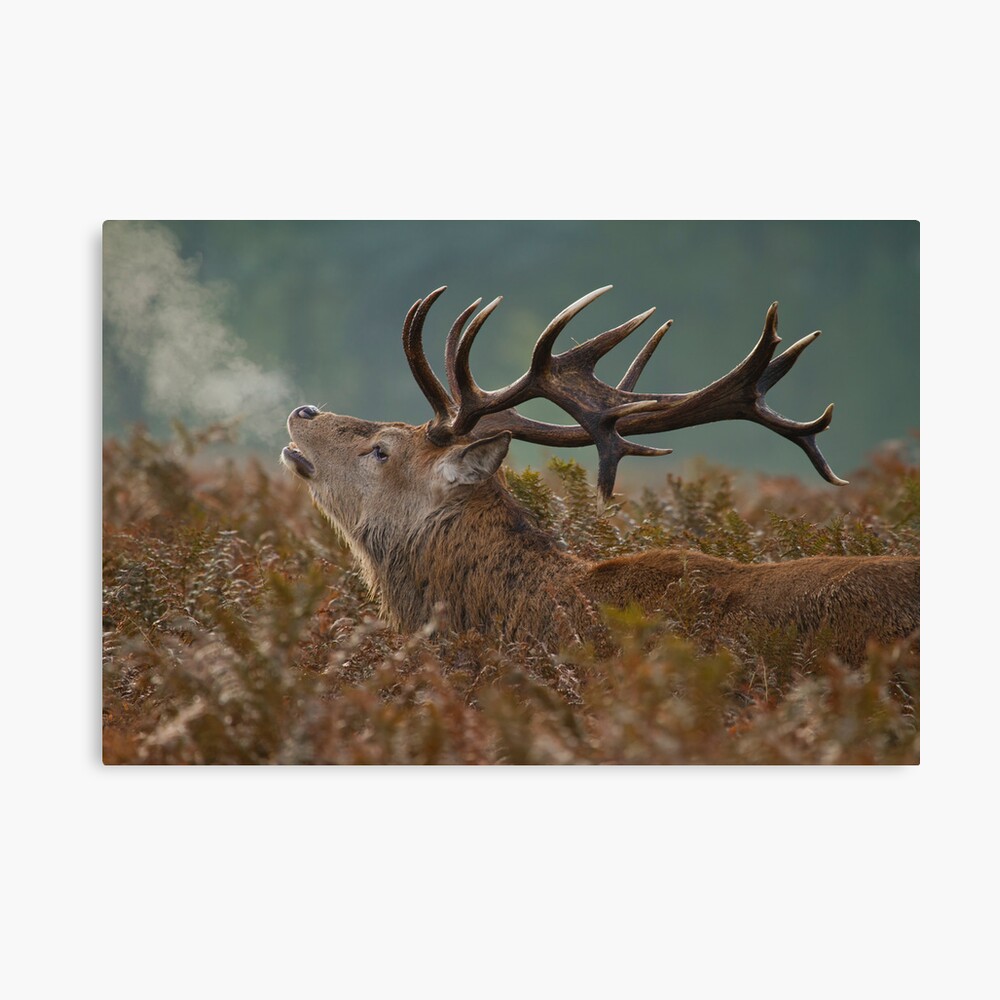Red Deer Stag Canvas Print