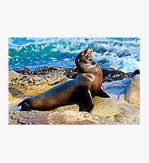 Sea Lion Photographic Print