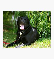 casper in the shade Photographic Print