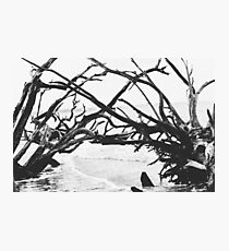 Adrift and Reaching Photo Photographic Print
