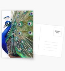 Casanova Postcards