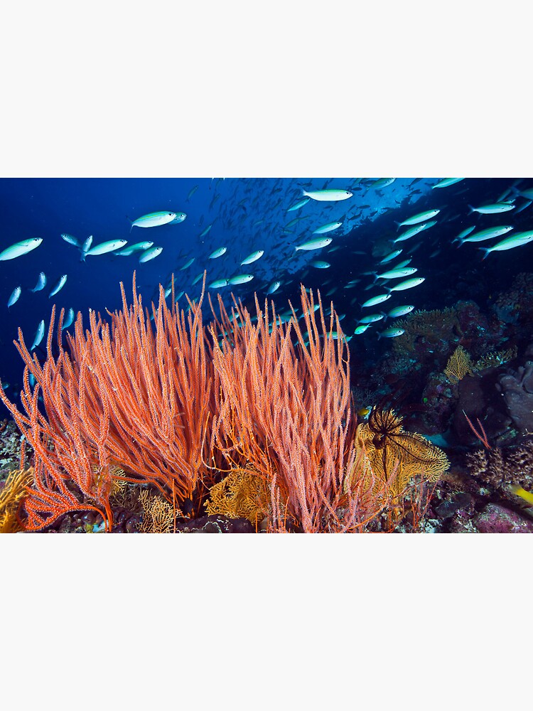 Wheeler Reef garden by DavidWachenfeld