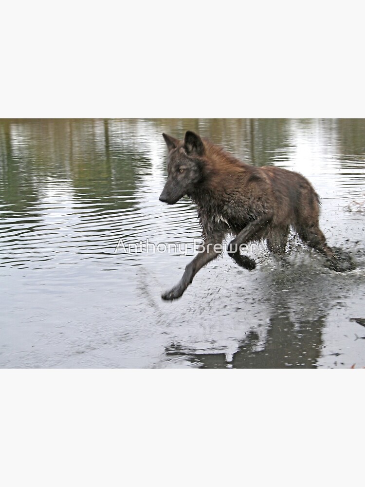 Making a splash, wolf style by dailyanimals