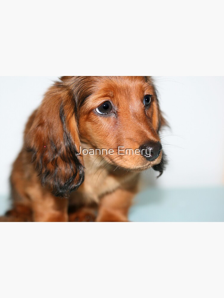 Miniature Long Haired Dachshund Puppy Looking Sad Greeting Card