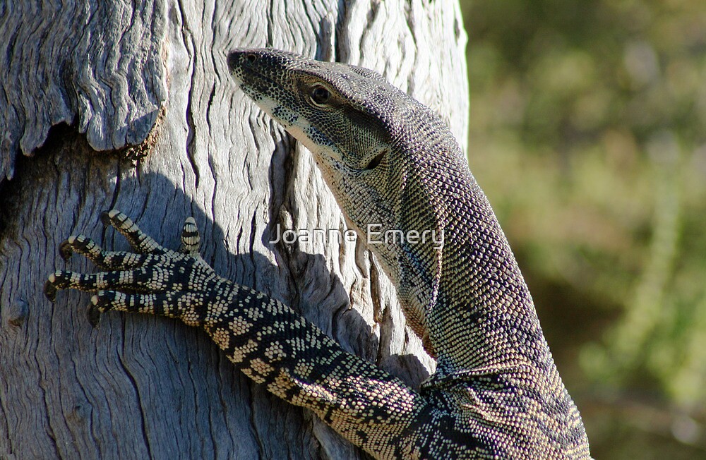 "Lace Monitor Lizard" by Joanne Emery Redbubble