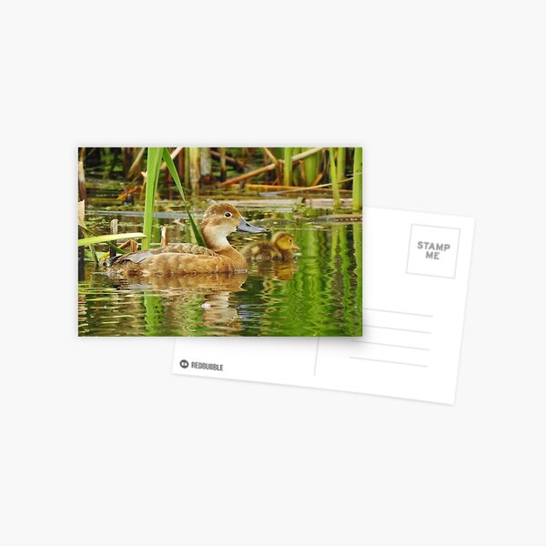 Proud Mom Postcard