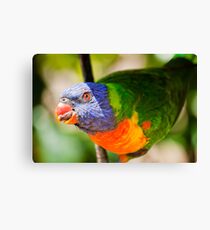 Cheeky, the Rainbow Lorikeet Canvas Print