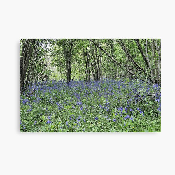 Stalbridge Blue Bell Wood Canvas Print