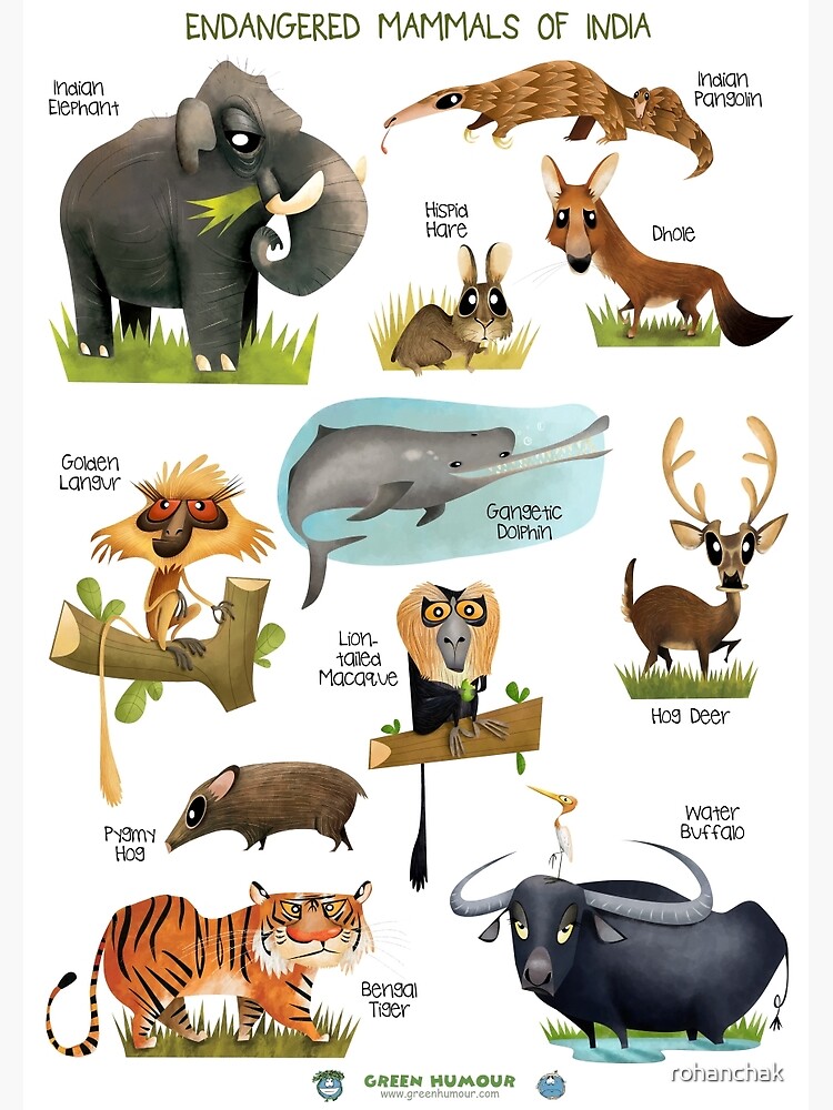 all about rare animals unique animals and more